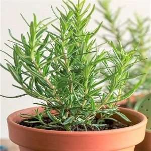 Herb Rosemary Seeds