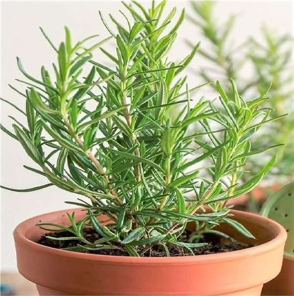 Herb Rosemary Seeds