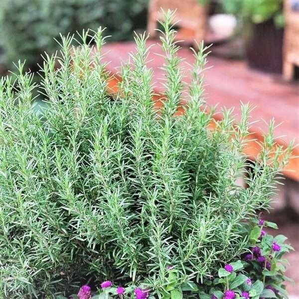 Herb Rosemary Seeds
