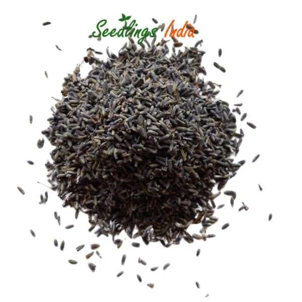 Lavender Herb Seeds