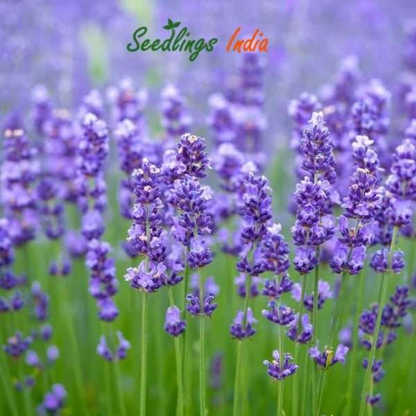 Lavender Herb Seeds
