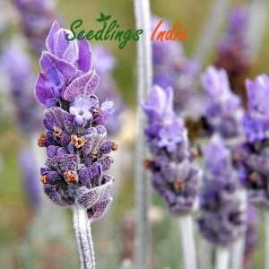 Lavender Herb Seeds