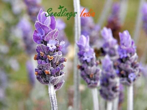Lavender Herb Seeds