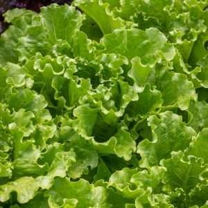Lettuce Batavia Herb Seeds