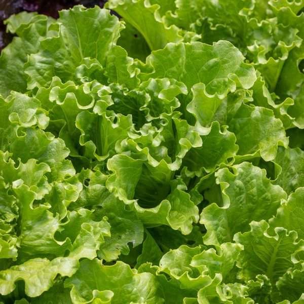 Lettuce Batavia Herb Seeds
