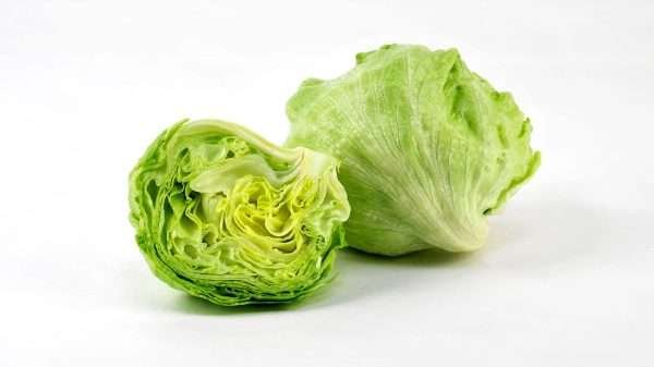 Lettuce Ice Burg Herb Seeds