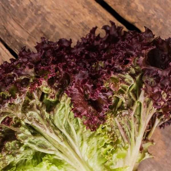Lettuce Lollo Rosso Herb Seeds