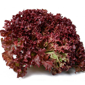 Lettuce Lollo Rosso Herb Seeds