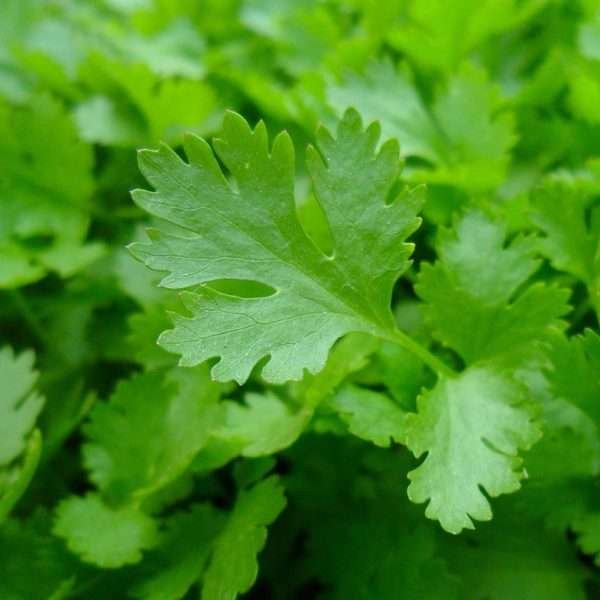 Parsley Flat Herb Seeds