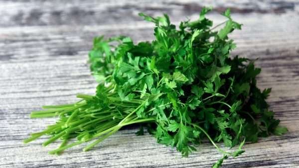 Parsley Flat Herb Seeds