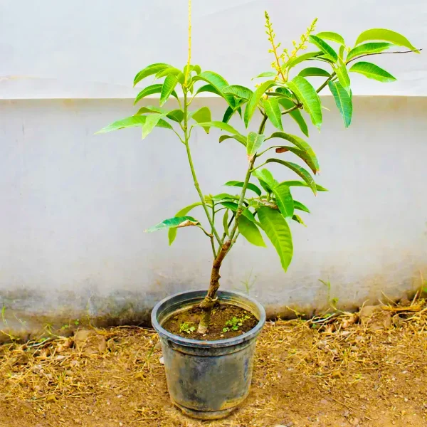 Grafted Banana Mango Thia Variety