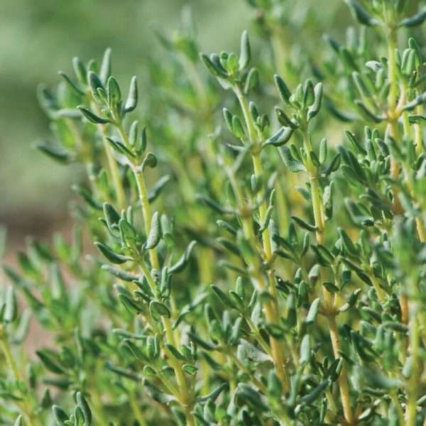 Thyme English Winter Herb Seeds
