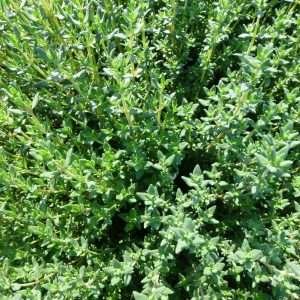 Thyme English Winter Herb Seeds