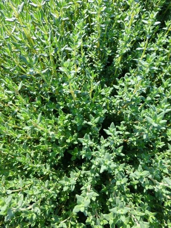 Thyme English Winter Herb Seeds