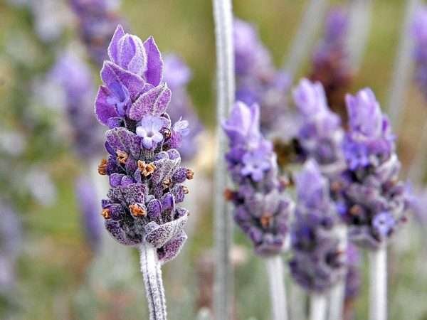 Lavender Herb Seeds