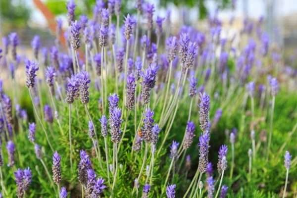 Lavender Herb Seeds
