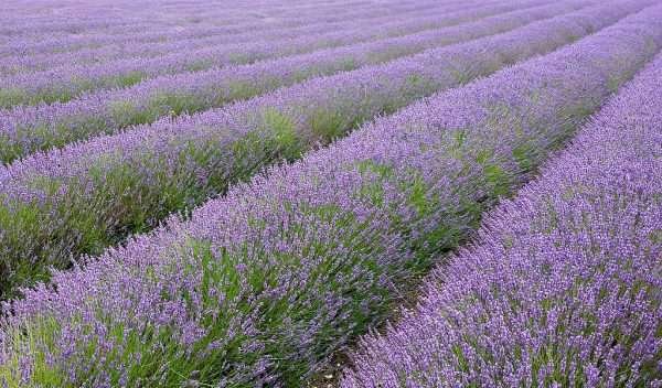 Lavender Herb Seeds