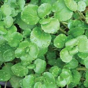 Watercress Herb Seeds