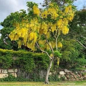 Golden shower tree Aka Amaltas Seeds