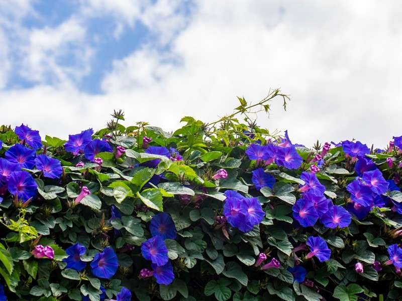 Care of Climbers and Creepers