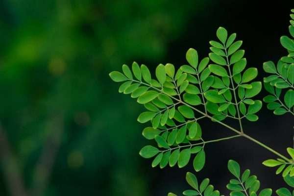 Moringa Oleifera fresh Seeds