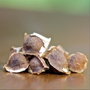 Moringa Oleifera fresh Seeds