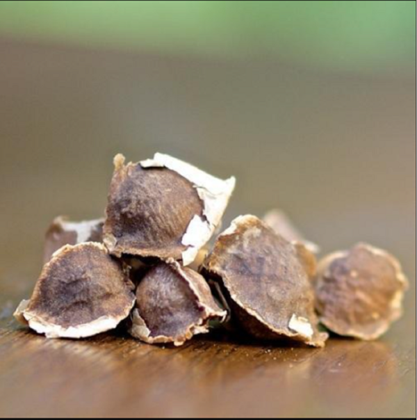 Moringa Oleifera fresh Seeds