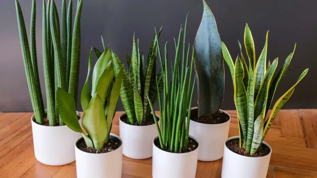 Sansevieria Care Instructions