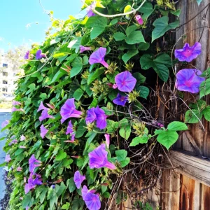 Morning glory (Ipomoea)