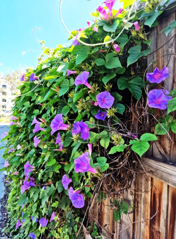 Morning glory (Ipomoea)