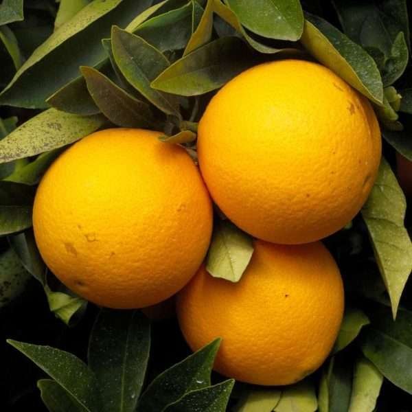 Dwarf Valencia Orange Tree