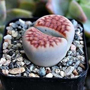 Lithops The Living Stone Plant