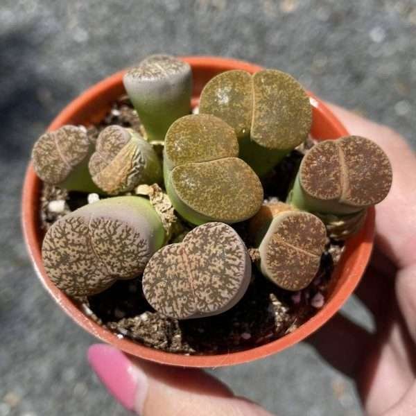 Lithops The Living Stone Plant