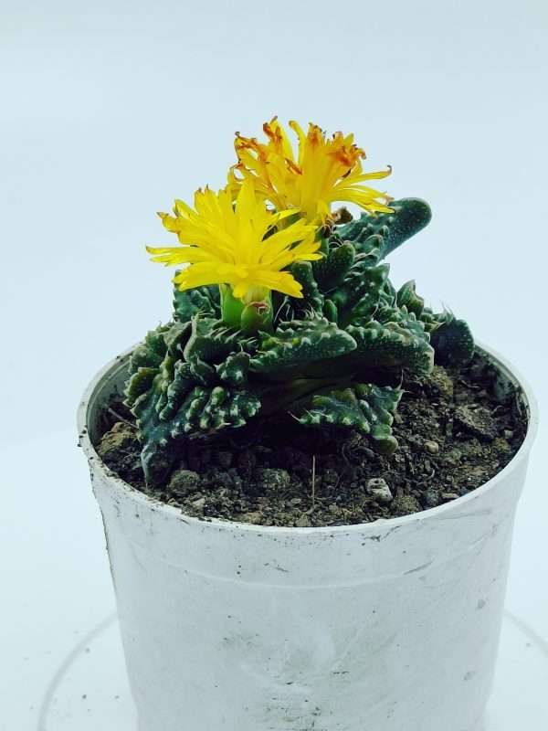Faucaria Tigrina Tiger Jaws Succulent Live Plant