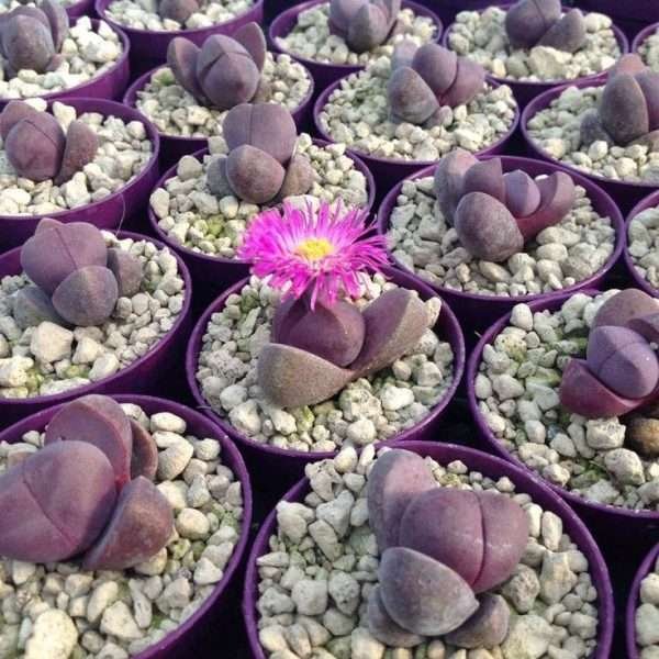 Pleiospilos Nelii 'Rubra' Royal Flush