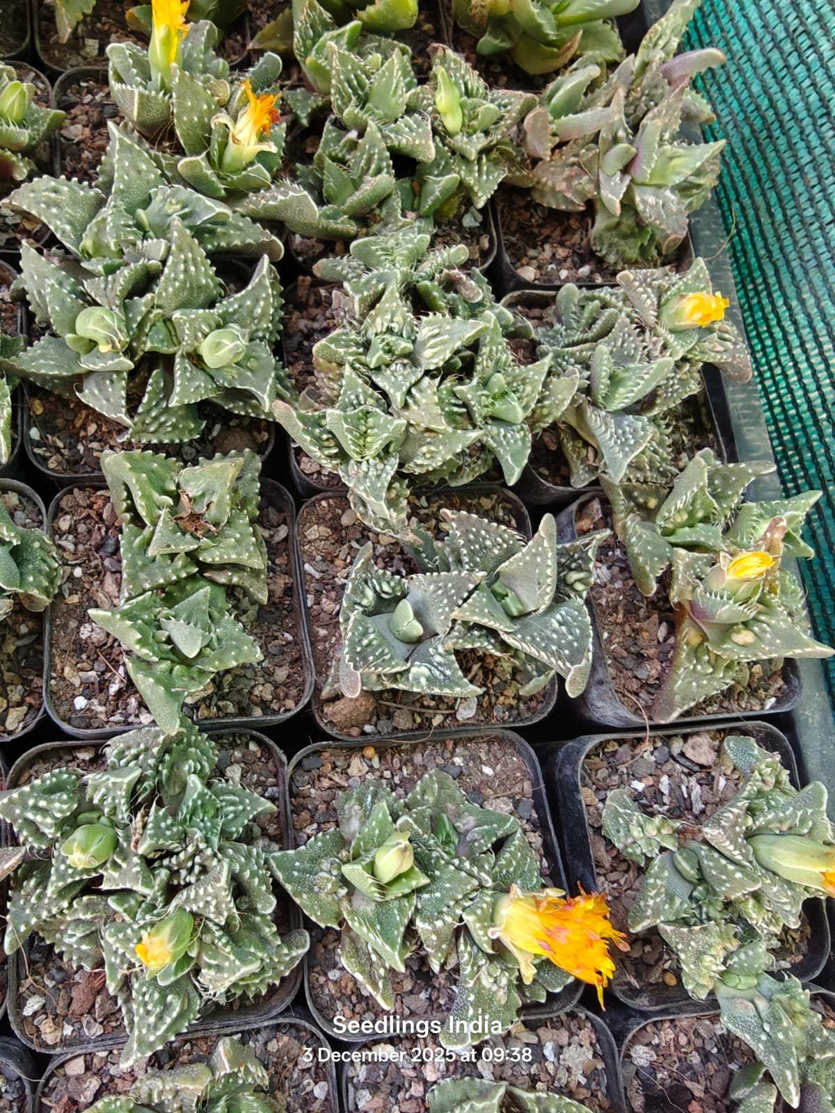 Faucaria Tigrina Tiger Jaws Succulent Live Plant Faucaria Tigrina Tiger Jaws