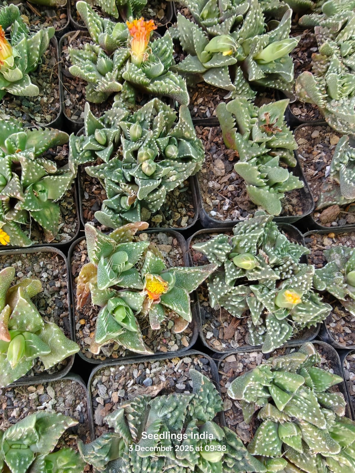 Faucaria Tigrina Tiger Jaws Succulent Live Plant Faucaria Tigrina Tiger Jaws