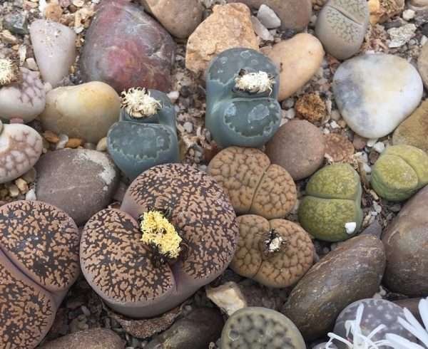 Lithops The Living Stone Plant
