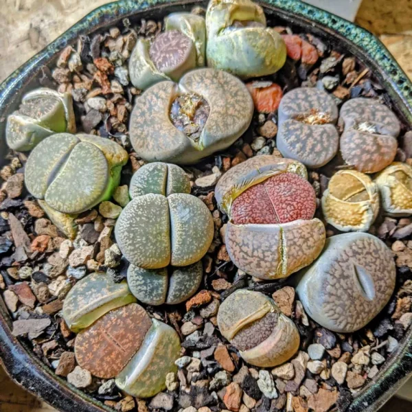 Lithops The Living Stone Plant