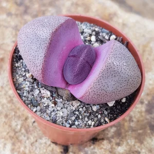 Pleiospilos Nelii 'Rubra' Royal Flush