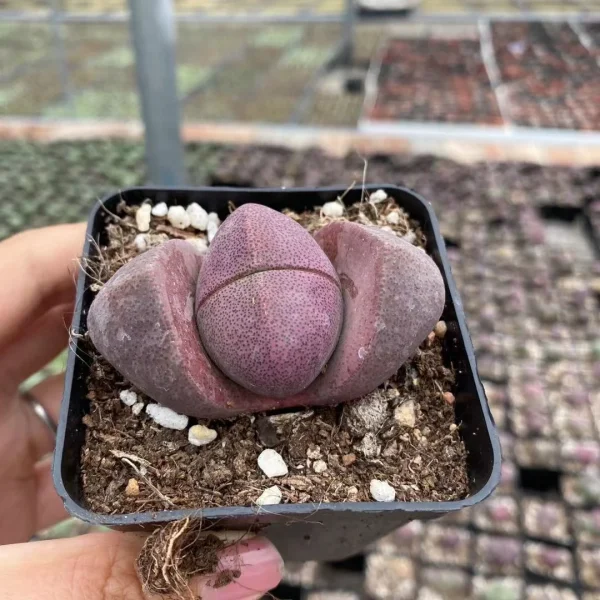 Pleiospilos Nelii 'Rubra' Royal Flush