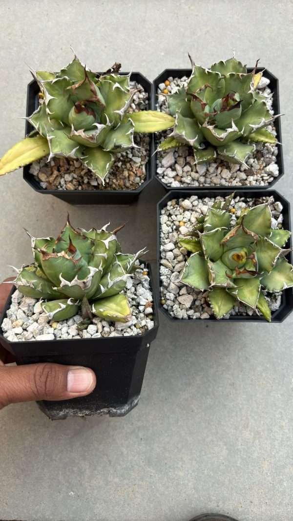 Agave Titanota no.1