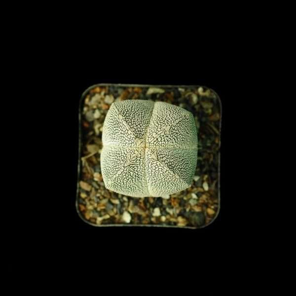 Astrophytum myriostigma Onzuka Quadricostatum