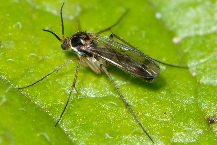Common Pests Affecting Sansevieria Fungus gnat