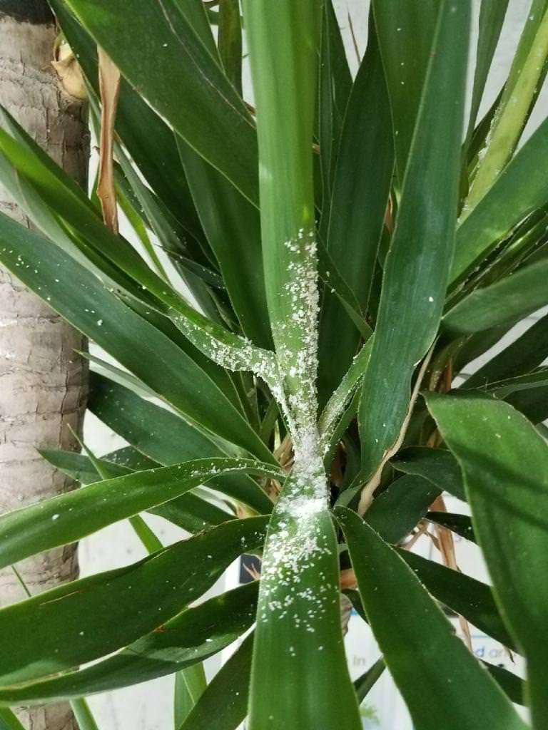 Common Pests Affecting Sansevieria Mealybug