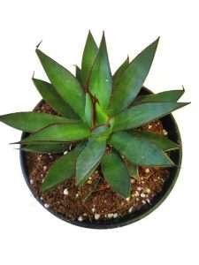 Agave Burnt Burgundy