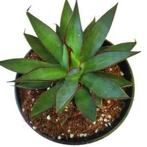 Agave Burnt Burgundy