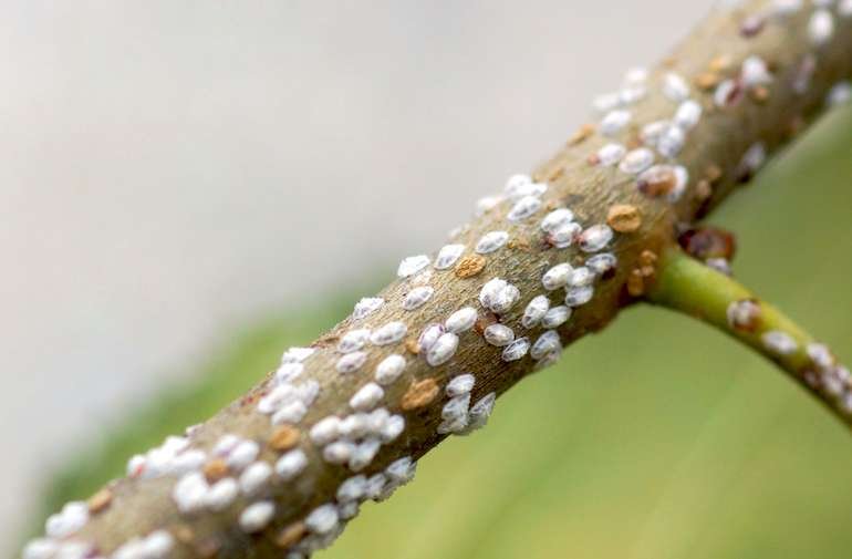 Common Pests Affecting Sansevieria Scale Insects