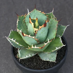 Discover Agave Titanota No. 1: A Stunning Cultivar