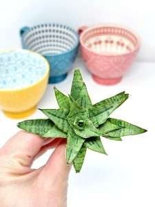 Sansevieria Sea Urchin Air Purifying Plant